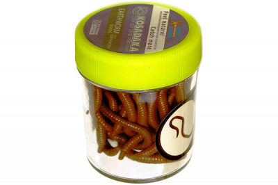Kosadaka Earthworm